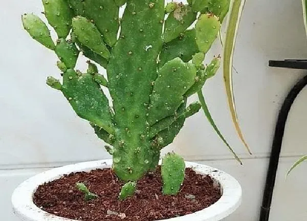 植物浇水|千手观音多久浇一次水