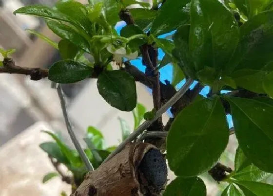 植物繁殖|茶树怎么繁殖方法和注意事项