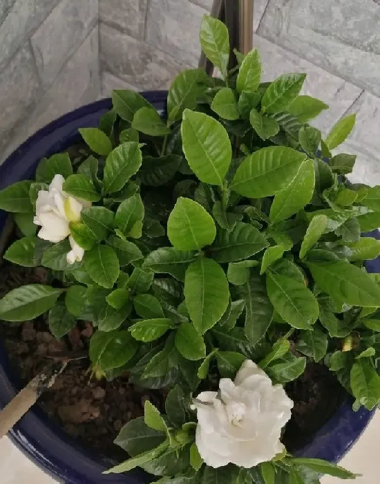 叶蔫|栀子花叶子尖发黑枯萎像烧焦怎么解决（叶片边缘焦枯原因）