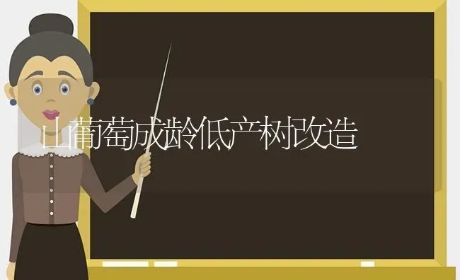 山葡萄成龄低产树改造 | 瓜果种植
