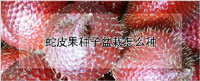 蛇皮果种子盆栽怎么种 | 耕种资料