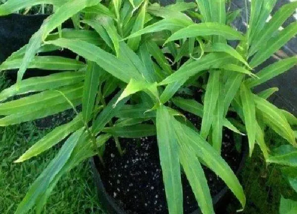 养殖方法|生姜可以水培吗 水培生姜种植方法