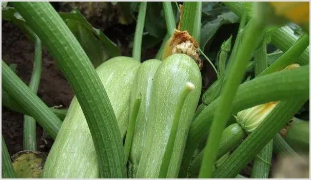 西葫芦药害的症状、原因及防治方法 | 自然知识