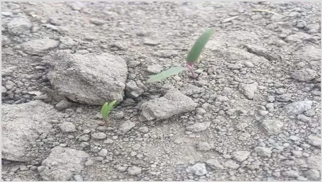 藜麦的繁殖方法 | 种植技术