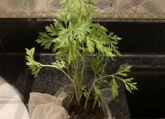 种植管理|川芎的生长周期是多长时间