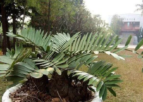 植物百科|铁树多少年开一次花（铁树多少年开花结果）