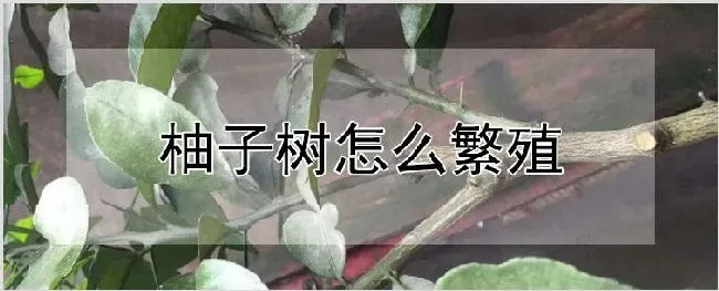 柚子树怎么繁殖 | 种植技术