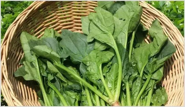 菠菜种子播种前要泡吗 | 种植技术
