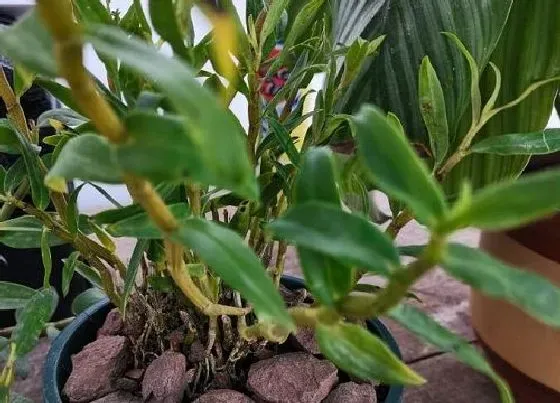 植物百科|石斛耐阴吗