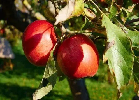 果实成熟|苹果几月份成熟