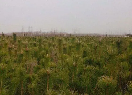 植物施肥|黑松用什么肥料最好