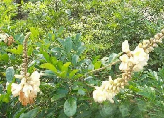 植物产地|牛大力产地在哪里
