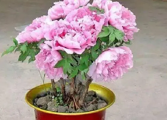 开花时间|牡丹花四季开花吗