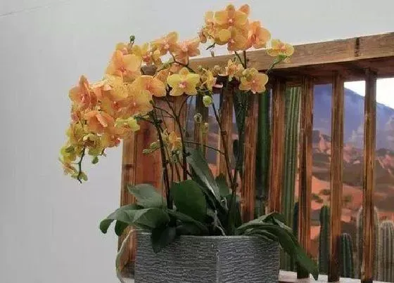 植物施肥|蝴蝶兰施什么肥好