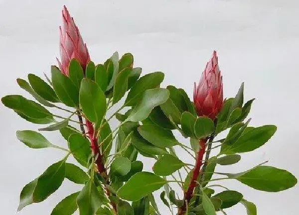 养殖方法|皇后花怎么养长的好