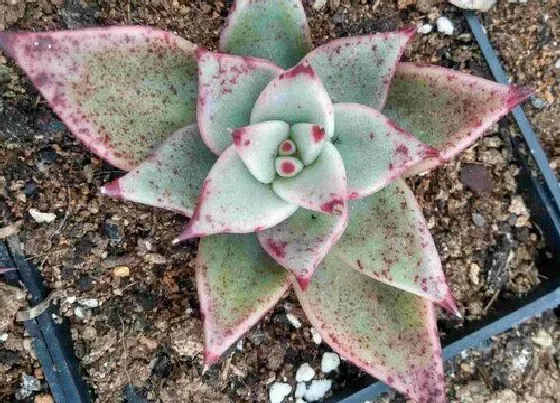 植物虫害|多肉病虫害防治技术与方法