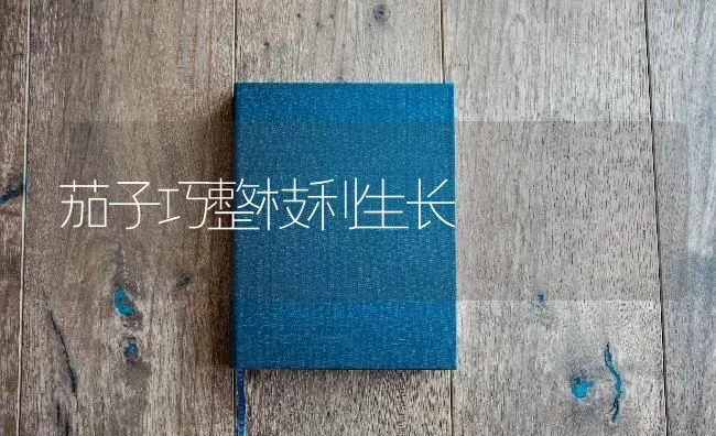 茄子巧整枝利生长 | 蔬菜种植