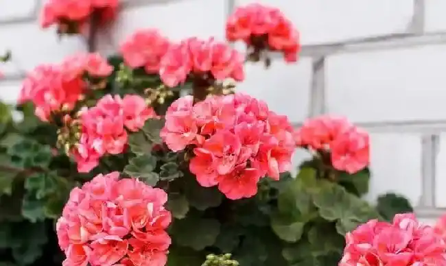 养殖方法|天竺葵适合养在家里吗（盆栽天竺葵养殖方法和注意事项）