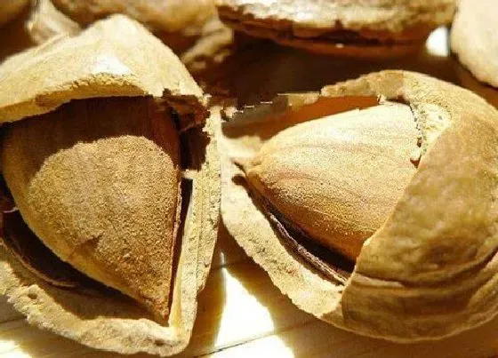 果实成熟|白果什么时候成熟
