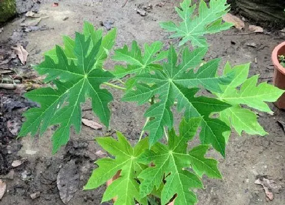 果实科普|木瓜树几年开花结果