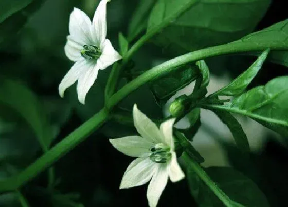 开花时间|夜来香什么时候开花 开花季节是几月份