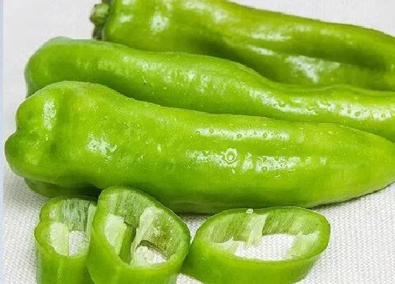 植物寓意|辣椒代表什么生肖