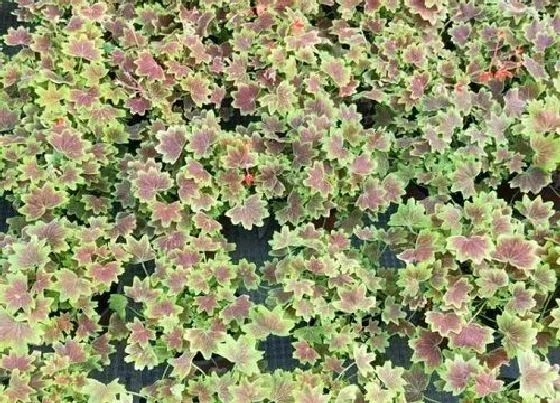 植物百科|彩叶草的繁殖方法