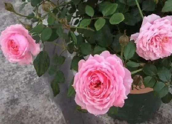 植物种类|铃之妖精月季是藤本还是灌木