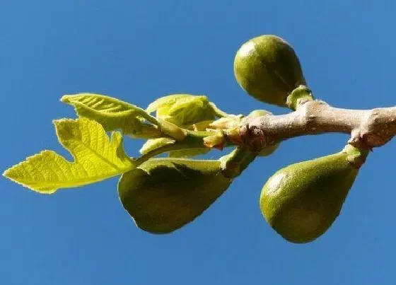 植物毒性|无花果有毒吗 可以放在室内养吗