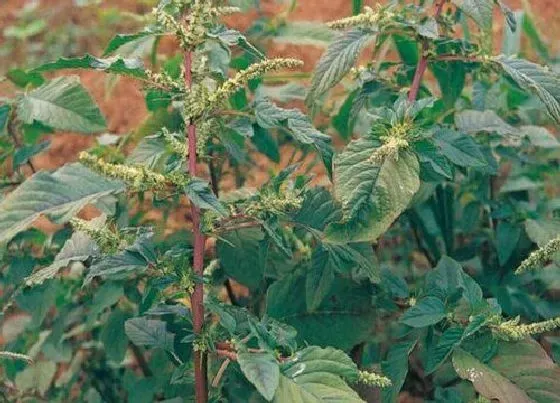 植物排行|喜光植物有哪些