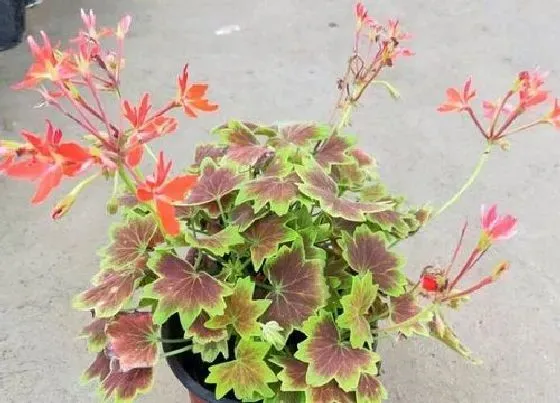 植物毒性|老来变有毒吗 可以放在室内养吗