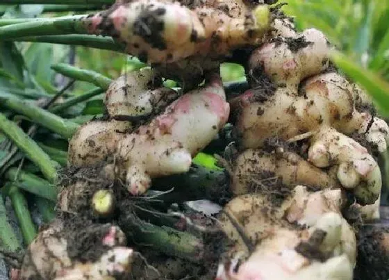 种植管理|生姜是几月份种植才合适 生姜的种植时间和方法