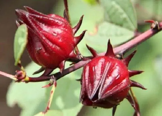 植物百科|洛神花和玫瑰茄一样吗 长什么样（图片）