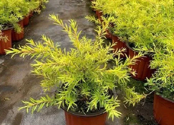 种植位置|家里可以种柳树吗