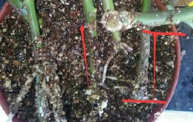 植物病害|月季修剪后黑杆要怎么拯救 （教你一招解决月季黑杆）