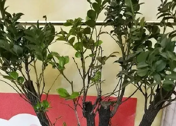 冬天植物|紫檀耐寒吗