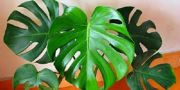 植物浇水|龟背竹可以浇啤酒吗