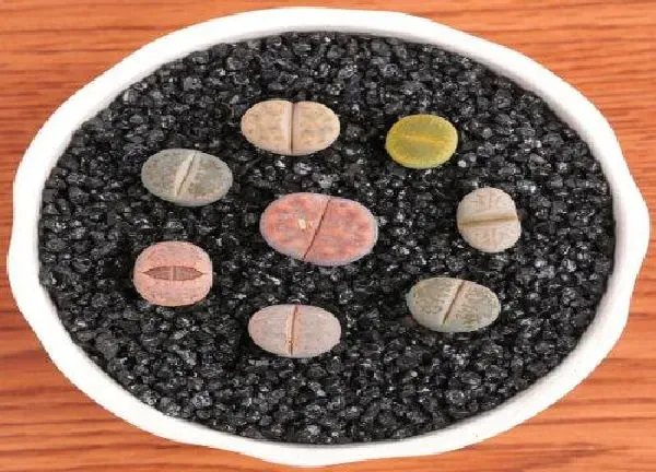 植物发芽|多肉种子多久发芽 播种到发芽要多久