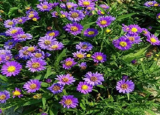 植物排行|秋天开花的植物有哪些