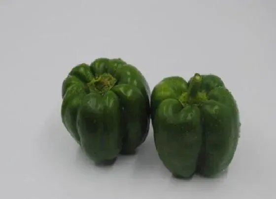 食用常识|青椒含糖量高吗