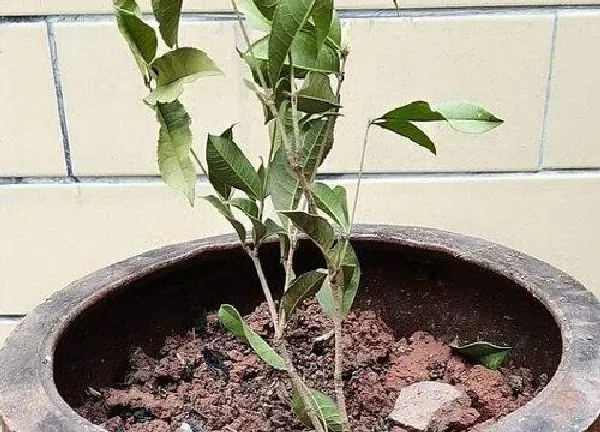 植物浇水|四季桂几天浇一次水 春夏秋冬各不同