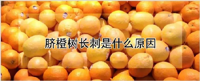 脐橙树长刺是什么原因 | 耕种资料