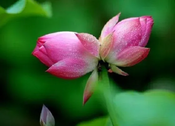 开花时间|并蒂莲什么时候开花 一般在几月开放