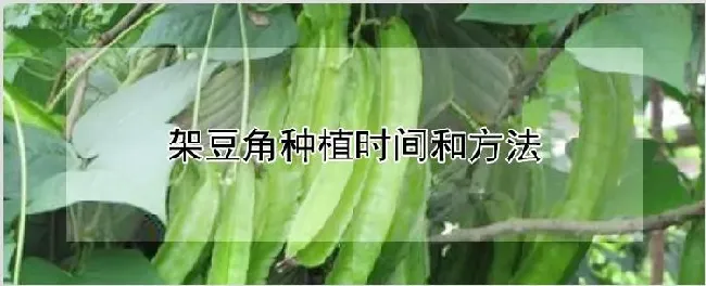 架豆角种植时间和方法 | 自然知识