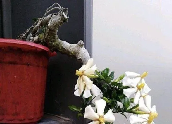 盆景|栀子花老桩养殖方法和养护事项