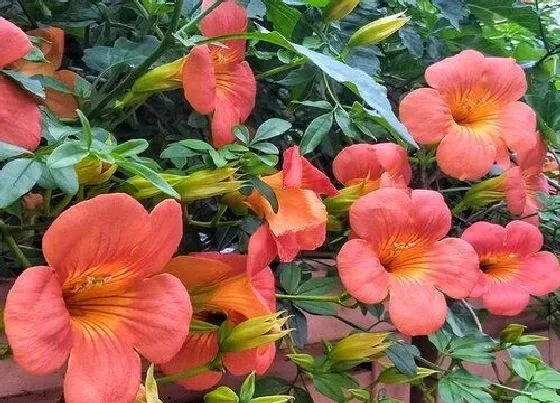 开花时间|凌霄花什么季节开花 花期时间是从几月到几月