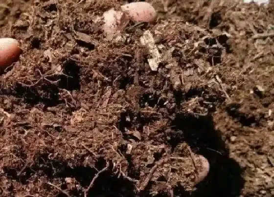 种植土壤|营养土可以种兰花吗