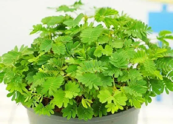 植物种类|含羞草是种子植物吗
