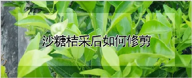 沙糖桔采后如何修剪 | 养殖技术