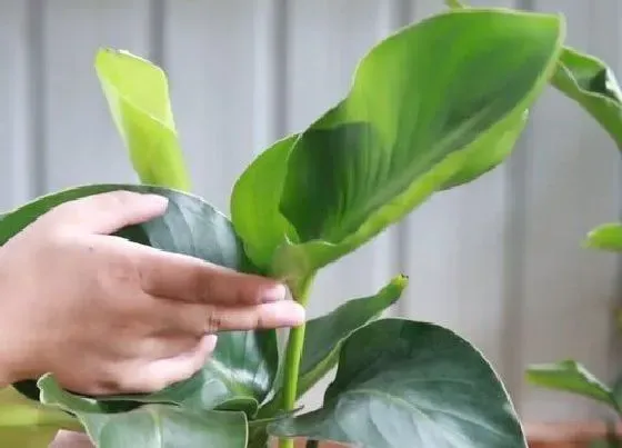 植物修剪|望鹤兰怎么修剪方法